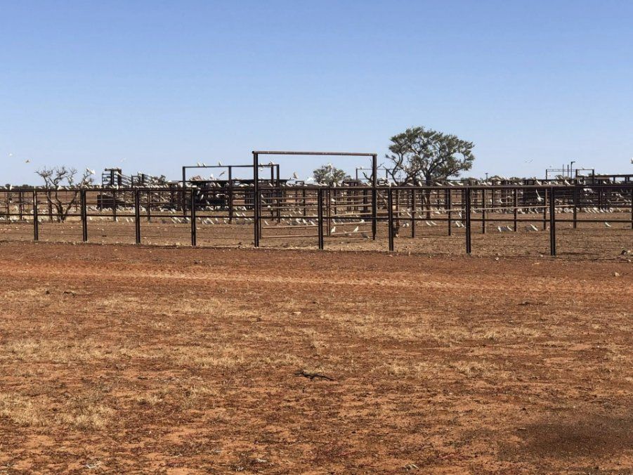 A fenced rural field with a blue sky in the background